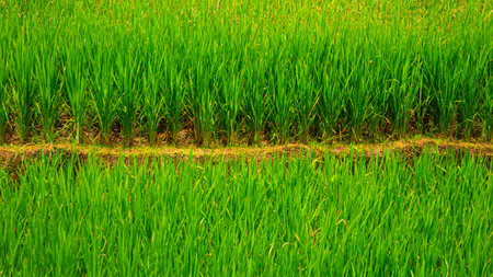 Lush Green Rice Field Landscape â Natural Rural Sceneryの写真素材