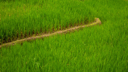 Lush Green Rice Field Landscape â Natural Rural Sceneryの写真素材