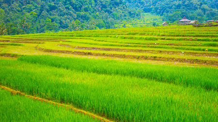 Lush Green Rice Field Landscape â Natural Rural Sceneryの写真素材