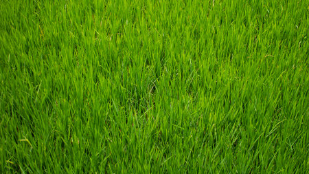 Lush Green Rice Field Landscape â Natural Rural Sceneryの写真素材