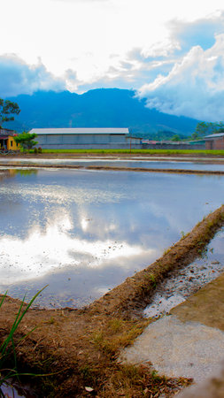 Rice Field Irrigation â Flooded Farmland Before Planting Seasonの写真素材