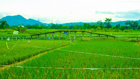 Lush Green Rice Field Landscape â Natural Rural Sceneryの写真素材