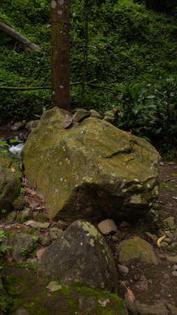 Mossy Natural Boulder in a Lush Green Settingの写真素材