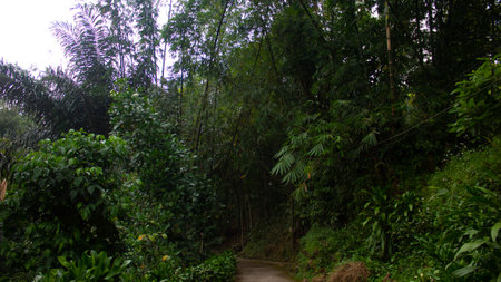 Pathway into a Lush Green Forest with Dense Plants on Both Sidesの写真素材