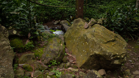 Mossy Natural Boulder in a Lush Green Settingの写真素材