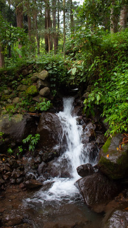 Clear Forest Spring Water in a Lush Forest Environmentの写真素材