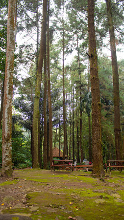 Tall Tree Shot from Below with Sky Backgroundの写真素材