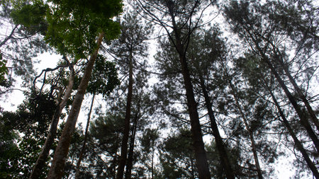 Tall Tree Shot from Below with Sky Backgroundの写真素材