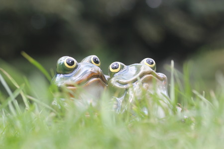 young frog couple sitting together among green grass on a bright day. two loving frogs looking up in hope and love on a summer holiday morning or evening - good life conceptの写真素材