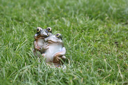 young frog couple sitting together among green grass on a bright day. two loving frogs looking up in hope and love on a summer holiday morning or evening - good life conceptの写真素材