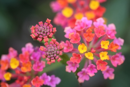 Close up of beautiful colorful tiny little flowers of a garden parkの写真素材