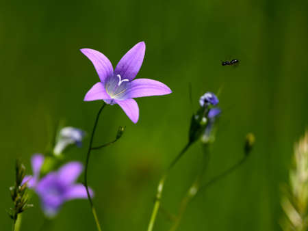 Closeup of a Meadow Bellflower (Campanula patula) on a day in summer, green background with a fly