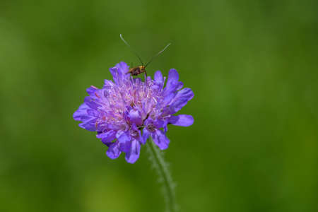 Close-up of insect on a Wood Scabious (Knautia dipsacifolia)