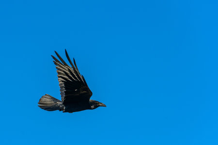 Crow in flight under a clear blue sky