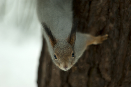 Eurasian red squirrel in grey winter coat with ear-tufts peers into the camera lens, descending head first down the pine trunk, closeup.の写真素材
