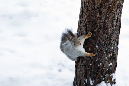 Eurasian red squirrel in grey winter coat with ear-tufts looks into the frame, clinging to a pine trunk against the background of snowの写真素材
