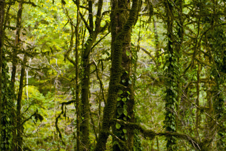 background: shady rainforest, lit by the sun, interlacing of branches, foliage and mossy trunks