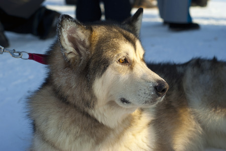 head of a Alaskan malamute breed dog closeup on a blurred background