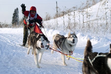 POLAZNA, RUSSIA - JANUARY 21, 2018: the sportsman controls sledges harnessed by Siberian huskies, during the dog sled race in the Perm regionのeditorial素材