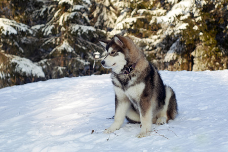 a grown Siberian husky puppy sits on the snow in the background of a blurred forest landscapeの写真素材