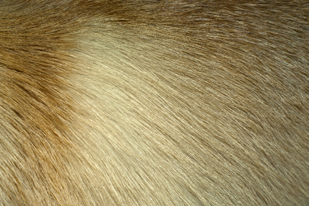 background, texture: fox fur closeupの写真素材
