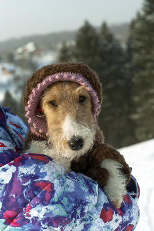 cute fox terrier in a funny knitted wool overall with a hood looks out from behind the shoulder of his mistressの写真素材
