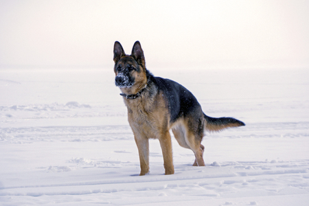 young dog eastern european shepherd with a snow-covered nose, stands in the snow

の写真素材