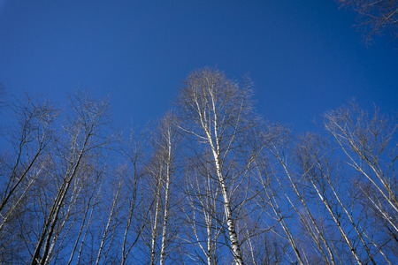 bright blue march sky against the background of ascending birchesの写真素材