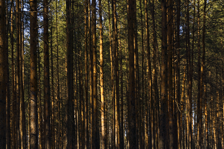 background - wall of sunlit golden pine trunks in the forest