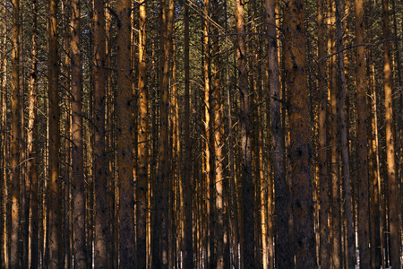 background - wall of sunlit golden pine trunks in the forest