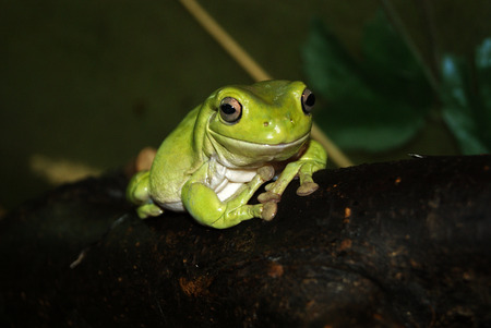 Australian green tree frog (Litoria caerulea, White's or dumpy tree frog) closeup on a dark backgroundの写真素材
