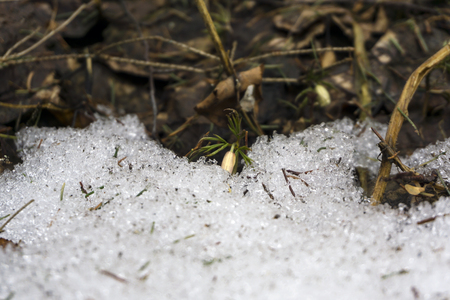 tiny bud of snowdrop Anemone uralensis ("wind flower") sprouts from melting snowの写真素材