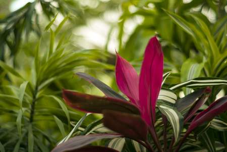 blurry tropical floral background with purple cordyline leaves in the foregroundの写真素材
