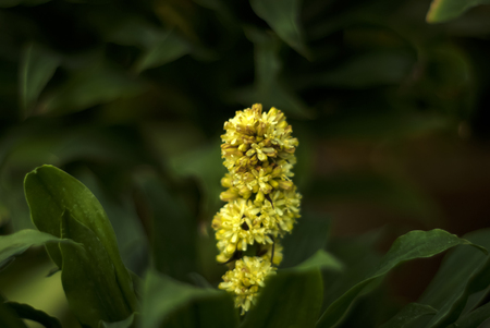 yellow dracaena inflorescence closeup on a dark blurred plant background

の写真素材