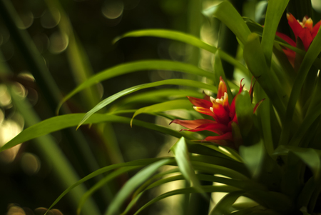 beautiful red flower of a guzmania (tufted airplant) closeup on a blurred green floral backgroundの写真素材