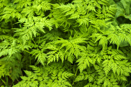 floral background - green leaves of Ñhaerophyllum (parsnip chervil)
