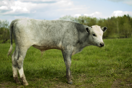 young light-gray steer in the meadow, soft light, easy blurの写真素材