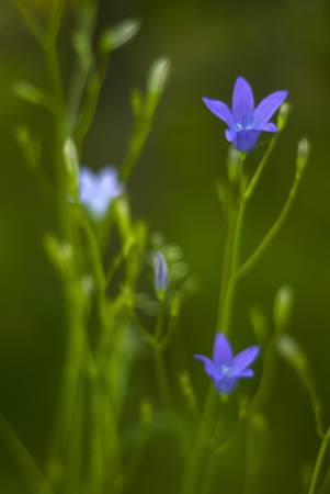 Twilight blurred gentle morning floral background with blue bellflowersの写真素材