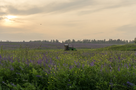 Evening landscape with fields of blossoming alfalfa, stormy sky and working harvesting agricultural combineの写真素材
