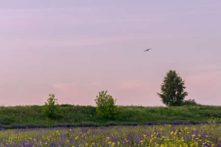slightly blurred evening landscape with a sunset cloudy sky and the silhouette of a bird of prey over a flowering meadow with blue and yellow flowersの写真素材