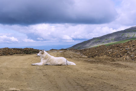 large white dog lies on a dirt road against the background of the mountains, looking into the...