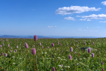 alpine meadow with pink flowers in the foreground on a sunny day under a blue sky with cloudsの写真素材