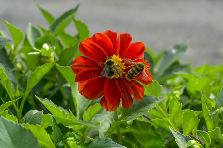 bee and bumblebee together pollinate a large red flower of zinniaの写真素材