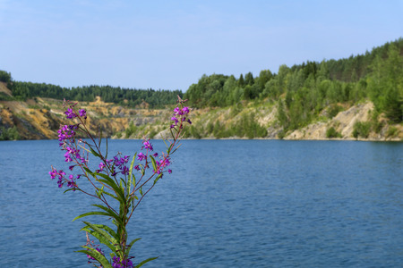 bush of fireweed on a background of a blurred lake with blue water, formed on the site of old abandoned quarryの写真素材