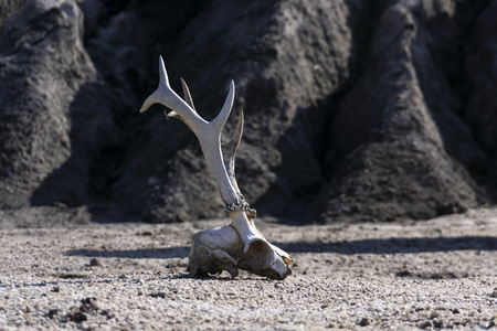 surface of a waterless desert with a skull of an animal in the foregroundの写真素材