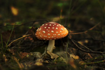 mushroom fly agaric sprouted in forest litter, red with white spots, close-upの写真素材
