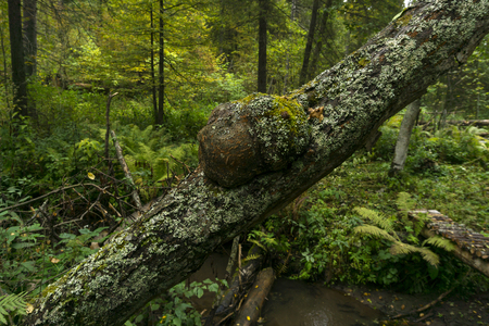 burl on an inclined mossy tree trunk in the forestの写真素材
