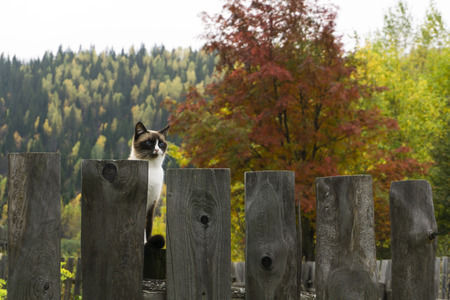 beautiful cat seal-point bicolor with blue eyes sits on a wooden fence against the background of the autumn countrysideの写真素材