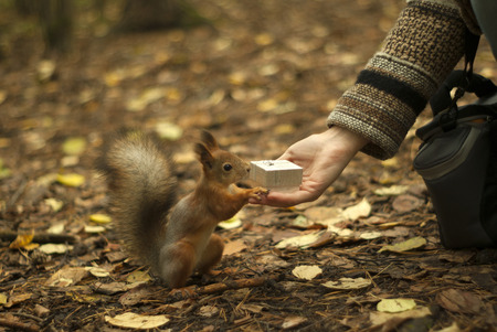 little squirrel in the forest with curiosity explores a small holiday box in the female handの写真素材