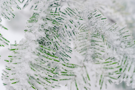 winter light background - fir branches covered with snowの写真素材
